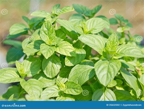 Sweet Basil Plant. stock photo. Image of healthy, health - 35632502
