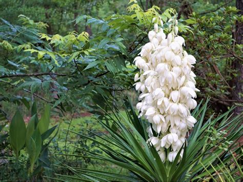 How Often Do Yucca Plants Bloom?