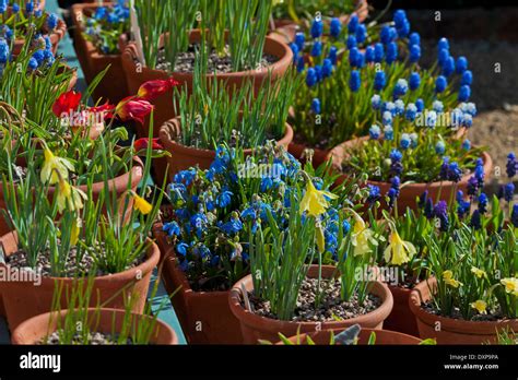 Image result for Spring Bulbs in Containers