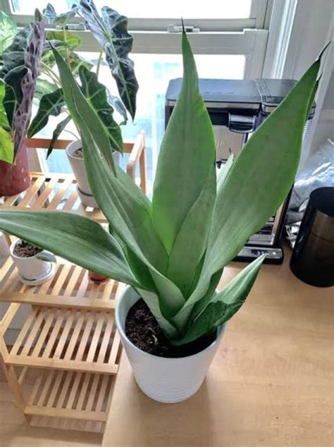 Sensevieria Moonshine Plant – ASHIYANA STORE