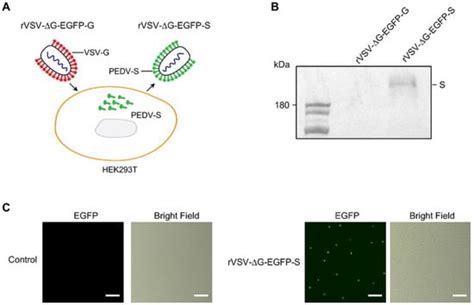 Establishment of Replication Deficient Vesicular Stomatitis Virus for ...