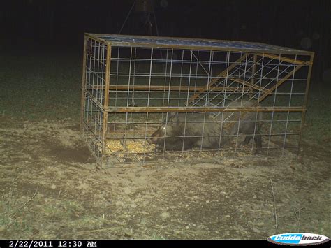 Hog Trap Shooting 的图像结果