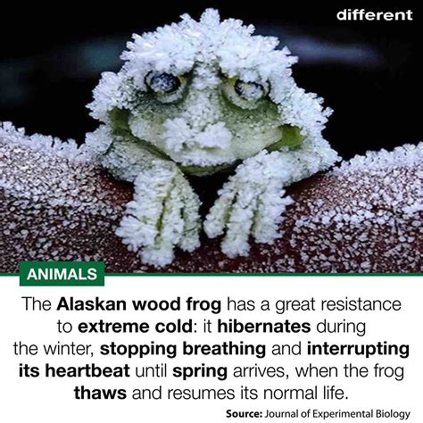 Image result for Alaskan Tree Frog