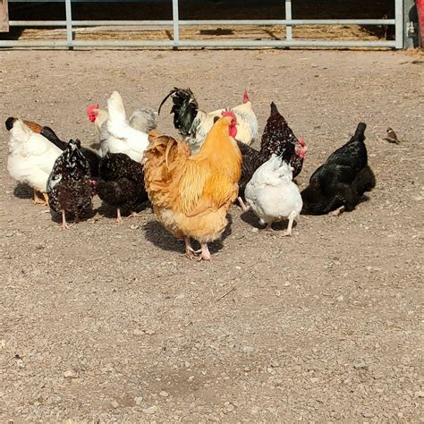 ROUNDOAK FARM (Sutton Valence) - What to Know Before You Go