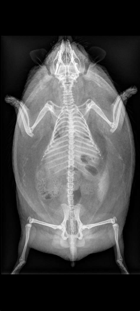 Hedgehog : r/XRayPorn