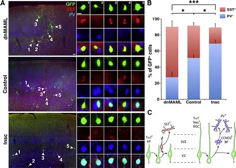 Apical versus Basal Neurogenesis Directs Cortical Interneuron Subclass ...