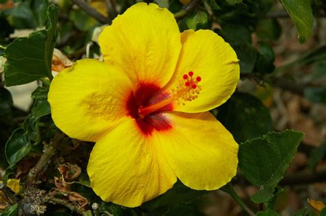 Pictures Of Hawaiian Hibiscus Flowers