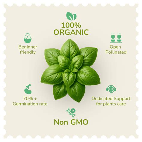 Valar Tulsi Seeds – Non‑GMO Organic | Fragrant, Fast-Growing Herb for ...