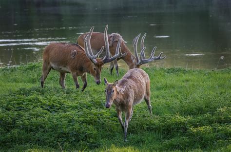 Pere David’s Deer (Elaphurus davidianus) by Murray Thomas - Wild Deer ...