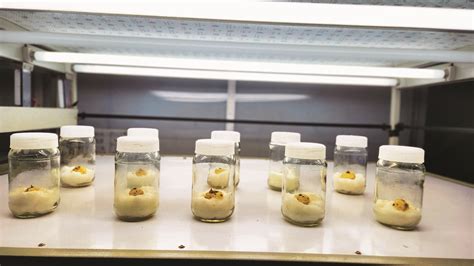 Saffron cultivation starts at University of North Bengal