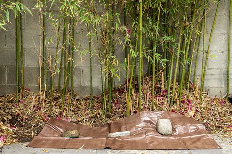 How To Get Rid Of Bamboo Roots - Wastereality13