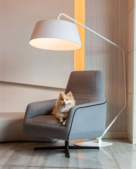 7 hoteles pet friendly en la CDMX para no dejar a tu mascota en casa ...