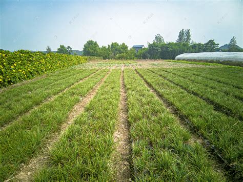 种植基地 - 种植基地 - 江西诚惠农业开发有限公司