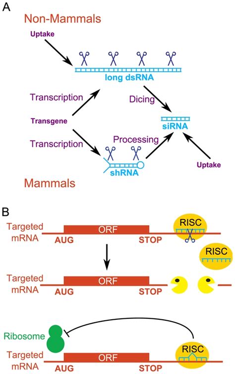 RNA Interference 的图像结果
