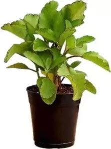 Little Leaf Bryophyllum Pinnatum/Patharchatta Plant Price in India ...