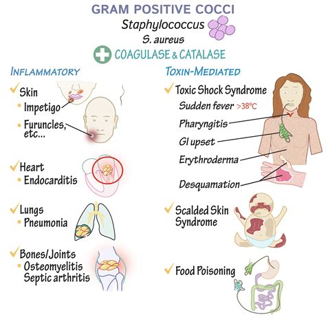 Gram Positive Cocci In Clusters Staph Aureus