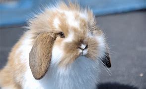 Image result for Holland Lop Bunnies Black and White Female