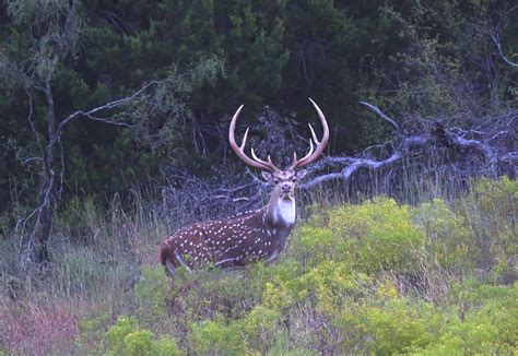 Axis Deer - Texas Ranch Journal