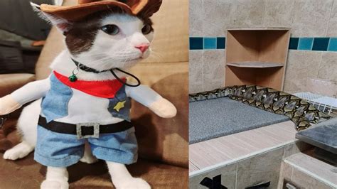 Image result for Python Swallows Bobcat