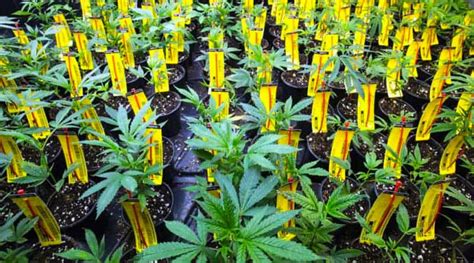 Image result for Metrc Software