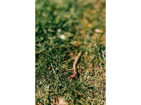 Worm Farming Business 的图像结果