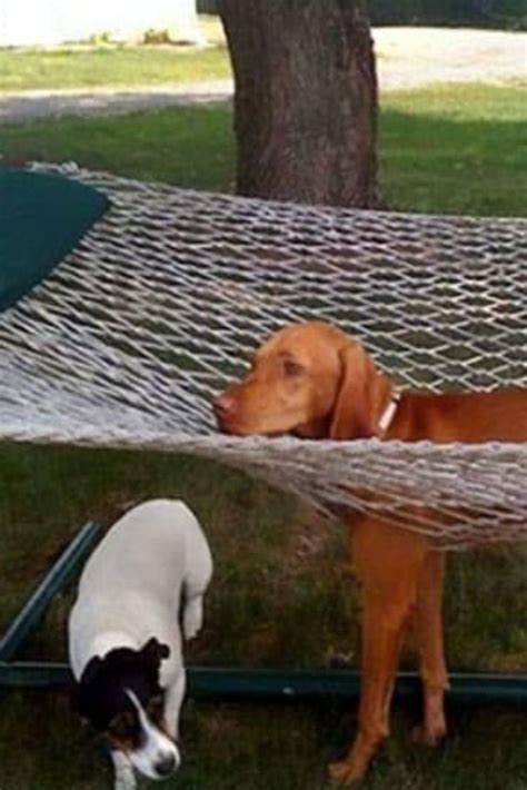 Image result for Dogs Making Humans Laugh