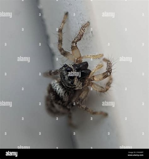 Zebra Jumping Spider (Salticus scenicus Stock Photo - Alamy