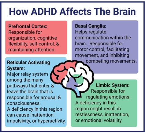 Image result for ADHD Prefrontal Cortex