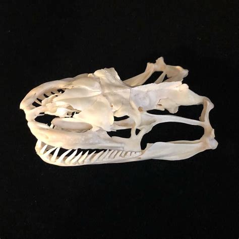 Image result for Python Skull