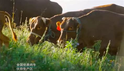 欧盟彩牛秀 | 中国国家地理网
