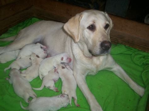 Lucy’s White Lab puppies | My White Labs