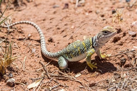What Do Lizards Survive In The Desert at Thomas Gabaldon blog
