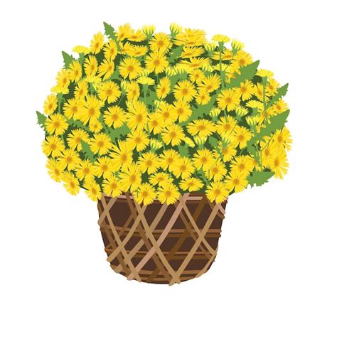 Chrysanthemum flower pot vector illustration yellow daisy pot cartoon ...
