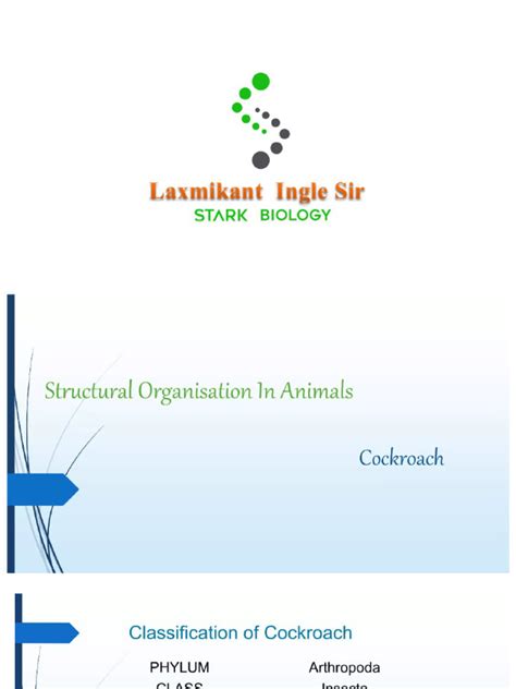 Cockroach Domain 的图像结果