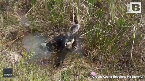 Image result for Gator vs Python Florida