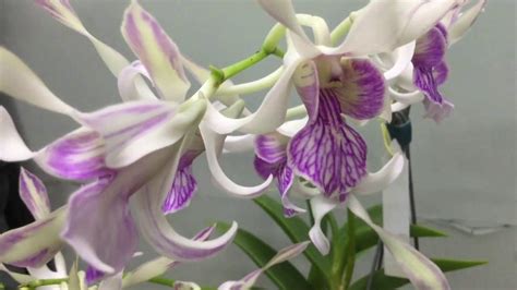 Aiden Gardens Dendrobium Seedling Plants "Rabbit Pink " 1 Helathy Live ...