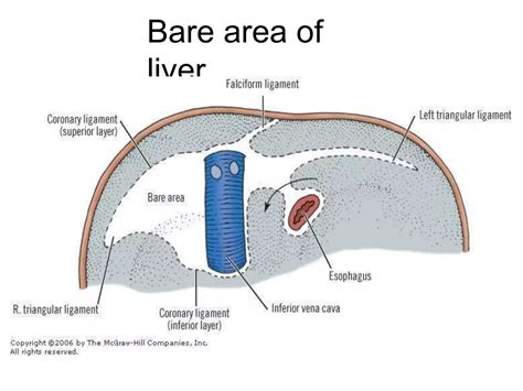 anatomy of hepatobiliary system.pptx