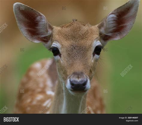 Do You Hunt Male Or Female Deer at Antonio Fore blog