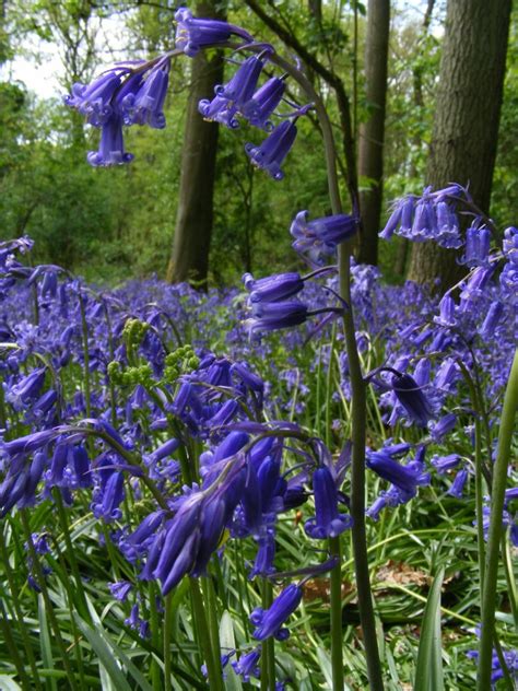 First Botany 的图像结果