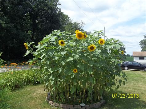 Sunflower Gardens In Illinois | Home and Gardening Reference - home and ...