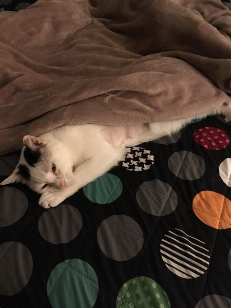 BREE'S ANIMAL HOSPITAL - Philadelphia PA - Hours, Directions, Reviews ...