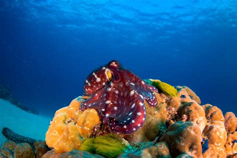 Octopus Great Barrier Reef