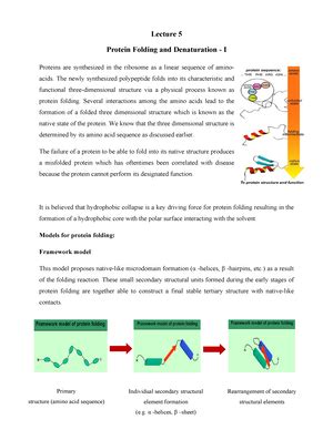 Lecture 3 - Protein Structure-1 - Lecture 3 Protein Structure-I ...