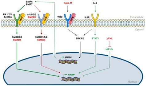Iron Deficiency in Pulmonary Arterial Hypertension: A Deep Dive into ...