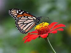 Wallpaper Butterfly Images by Wallpapers Butterfly Desktop Backgrounds Wallpaper Butterfly Images