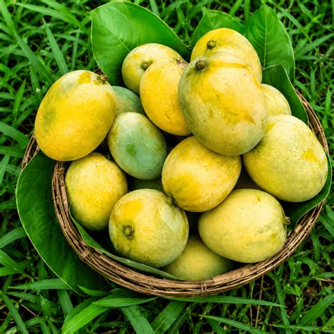Bambai Mangoes – Premium New Variety from Bihar | Bihar Mangoes