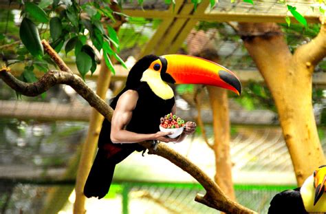 Will Birds Eat Fruit Loops at Mary Eklund blog