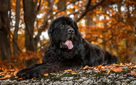Image result for newfoundland dog