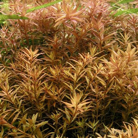 Aquarium Plants (TC & Pot) – Veda Aquarium