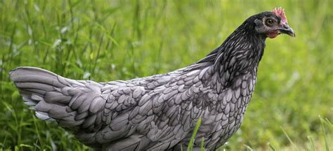 Breed Spotlight: Blue Andalusian | McMurray Hatchery Blog